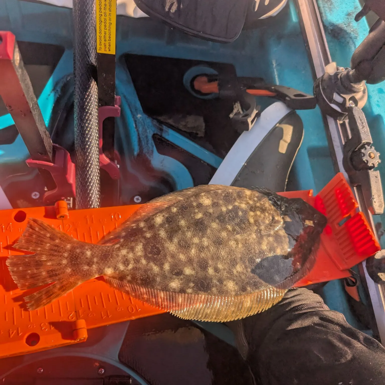 Summer flounder caught on Fishbrain