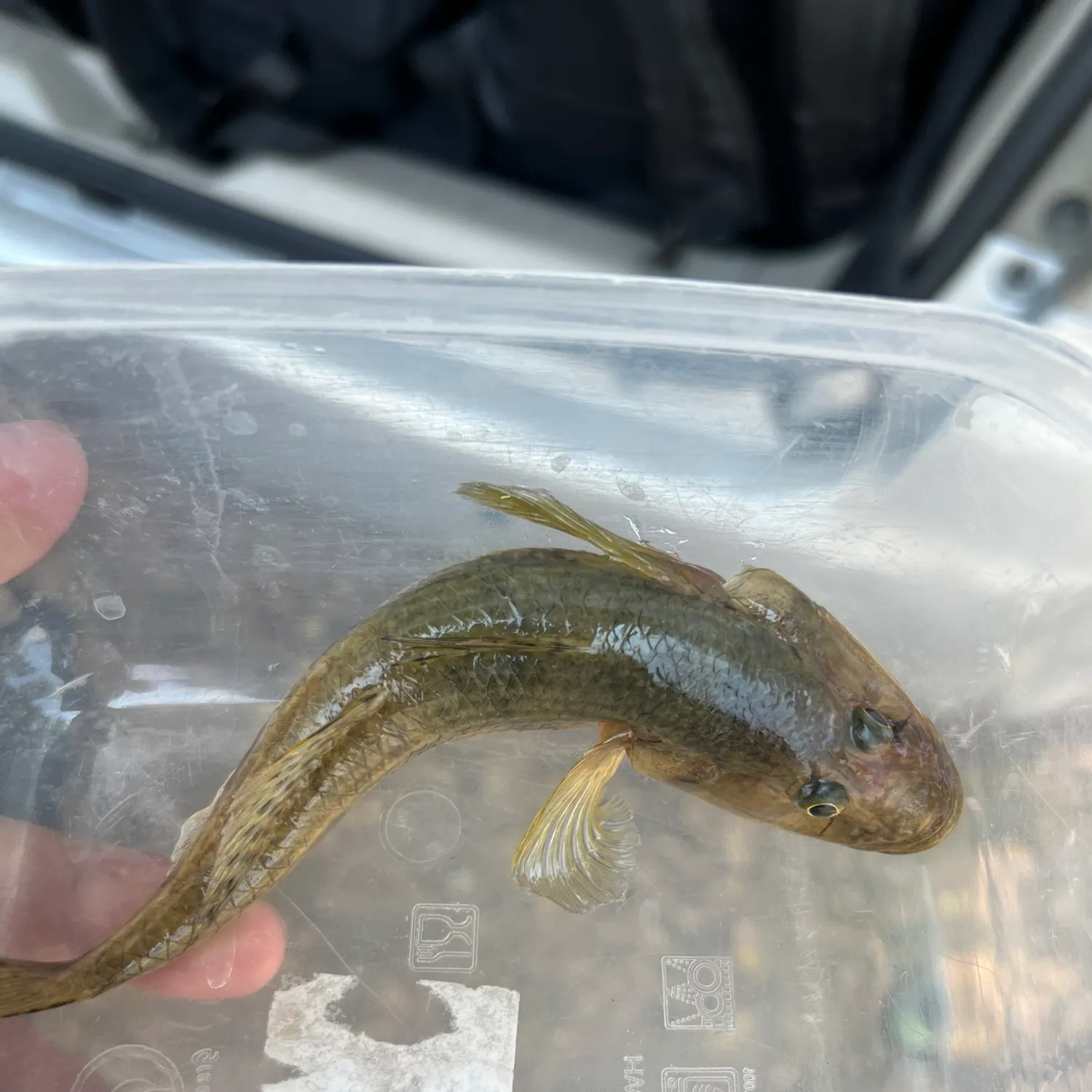 The most recent Golden tank goby catches on Fishbrain