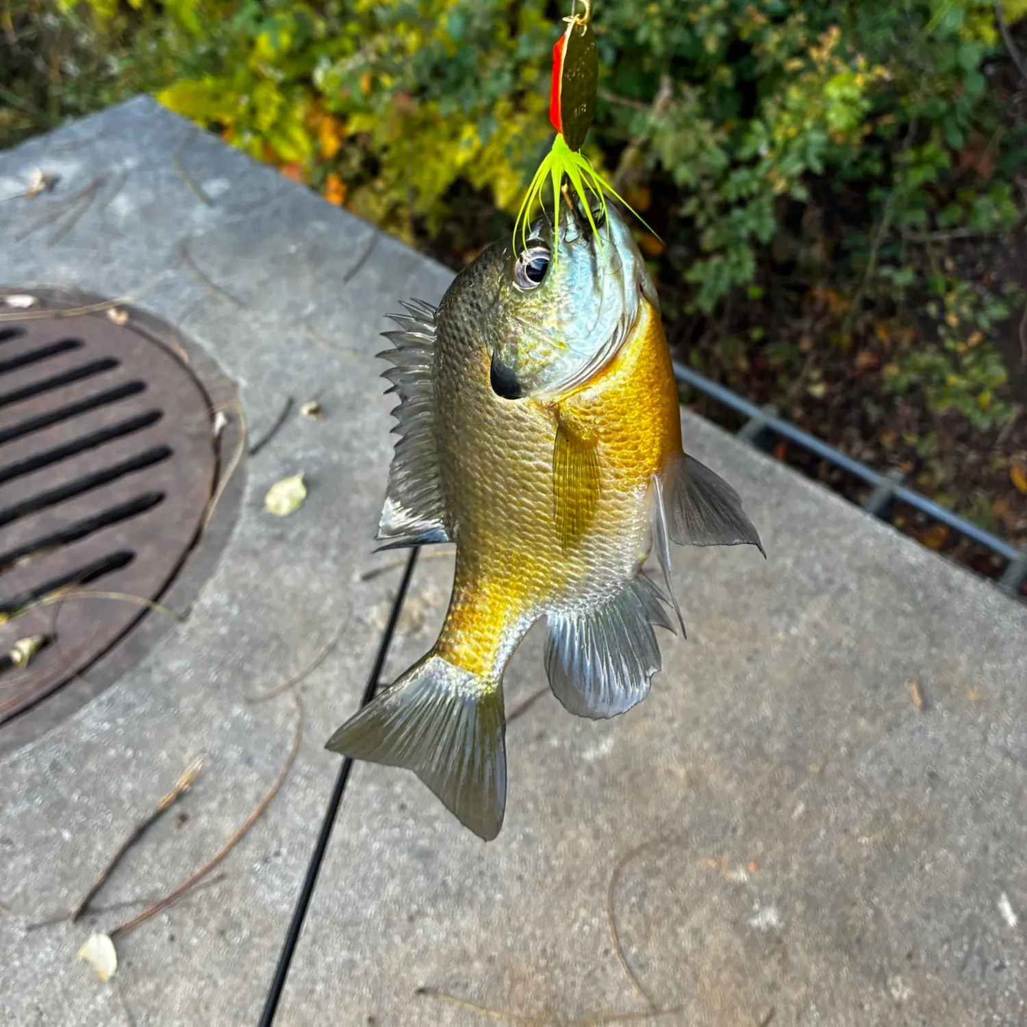 Bluegill caught on Fishbrain