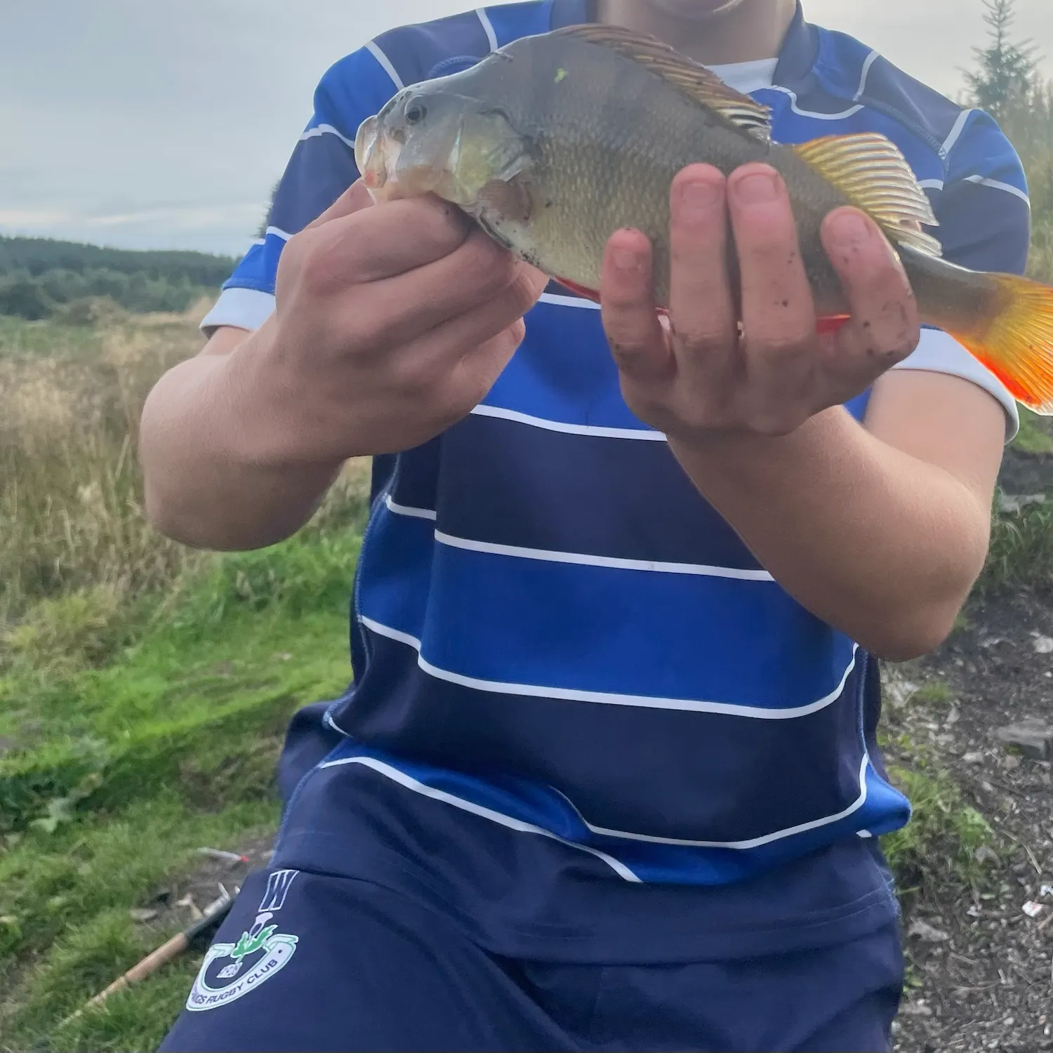 European perch caught on Fishbrain