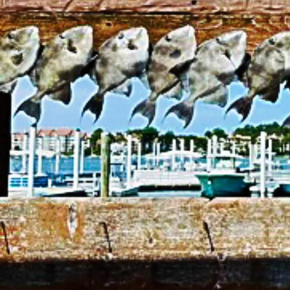 The most recent Grey triggerfish catches on Fishbrain