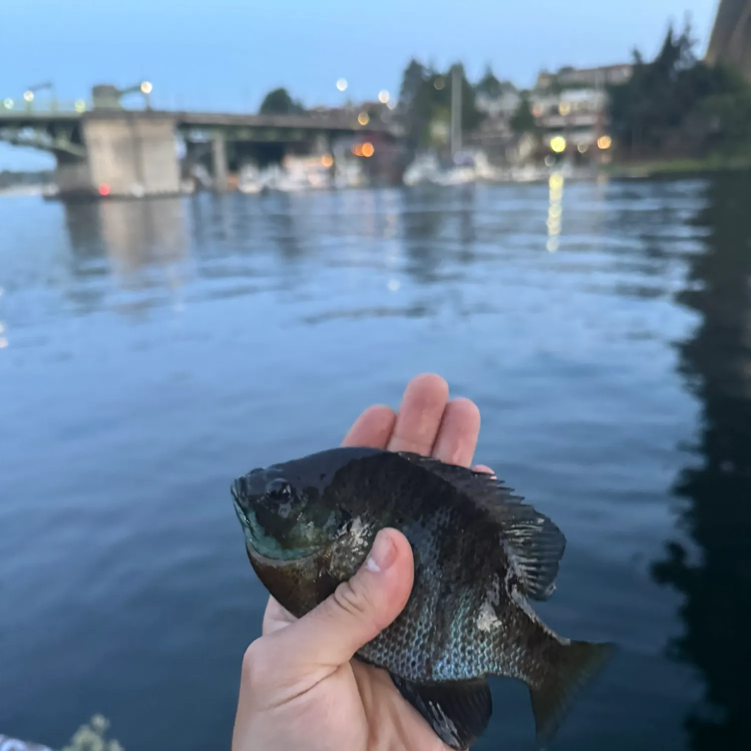 catch