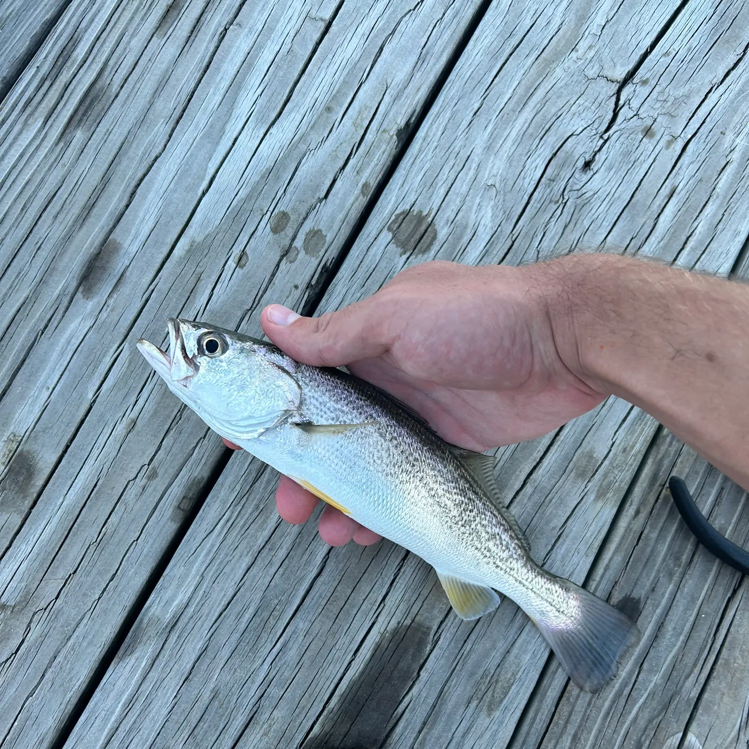 The most recent Gray weakfish catches on Fishbrain