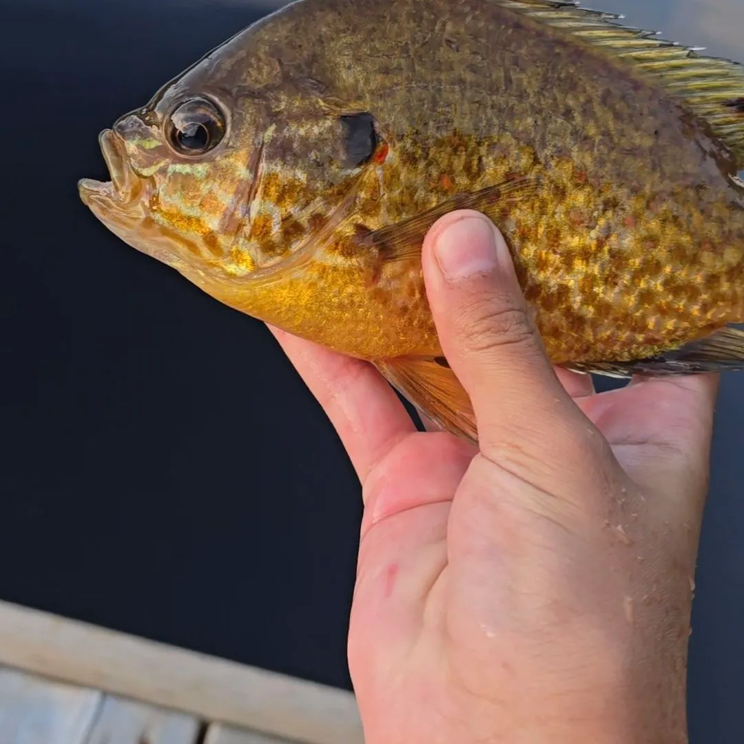Pumpkinseed caught on Fishbrain
