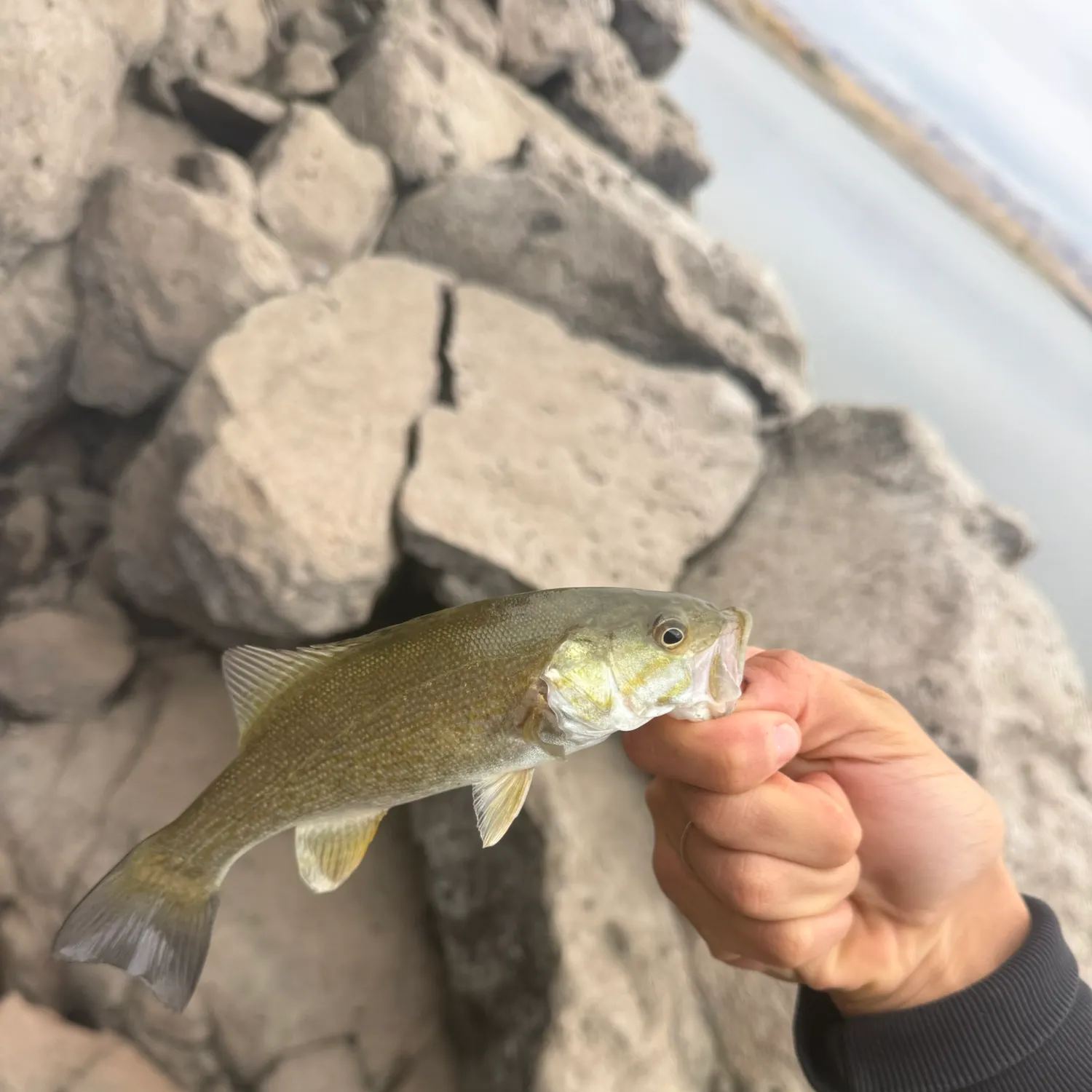 Smallmouth bass caught on Fishbrain