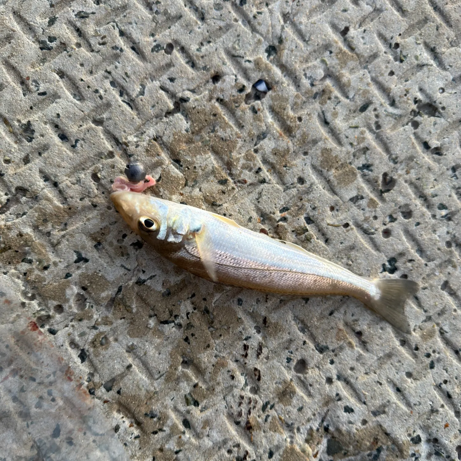 The most recent King George whiting catches on Fishbrain