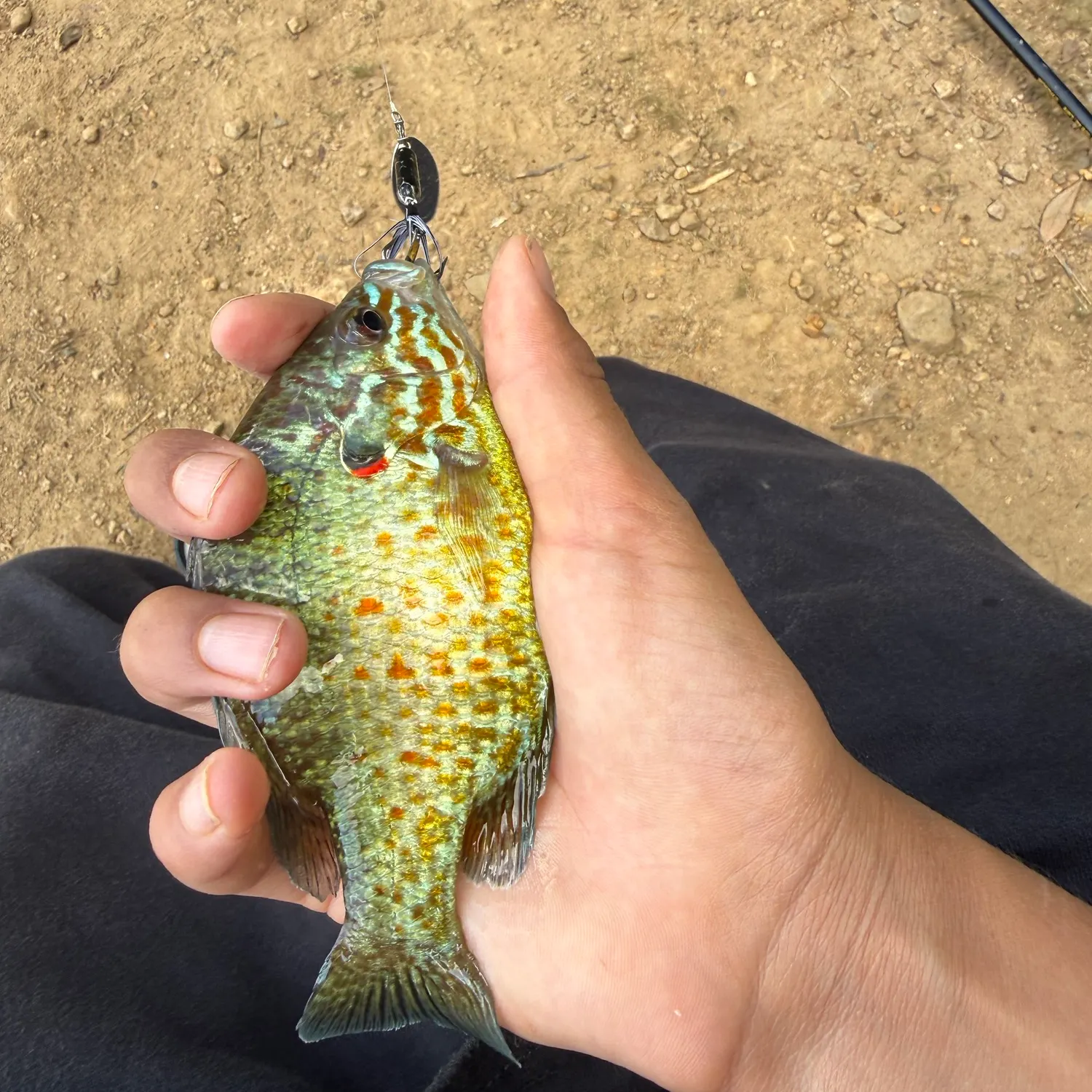 Pumpkinseed caught on Fishbrain