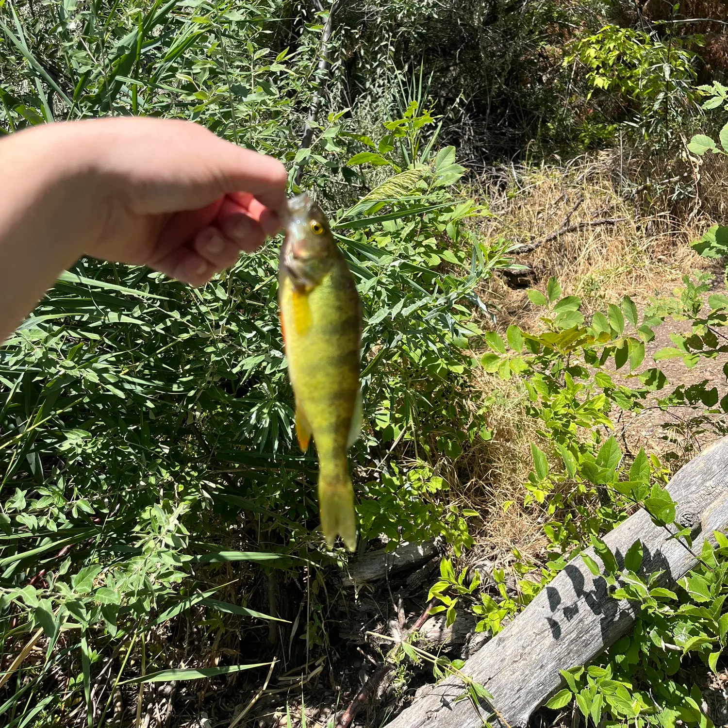 Yellow perch caught on Fishbrain