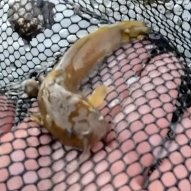 The most recent Margined madtom catches on Fishbrain