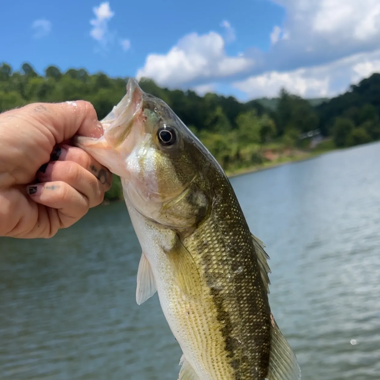 The most recent Spotted bass catches on Fishbrain