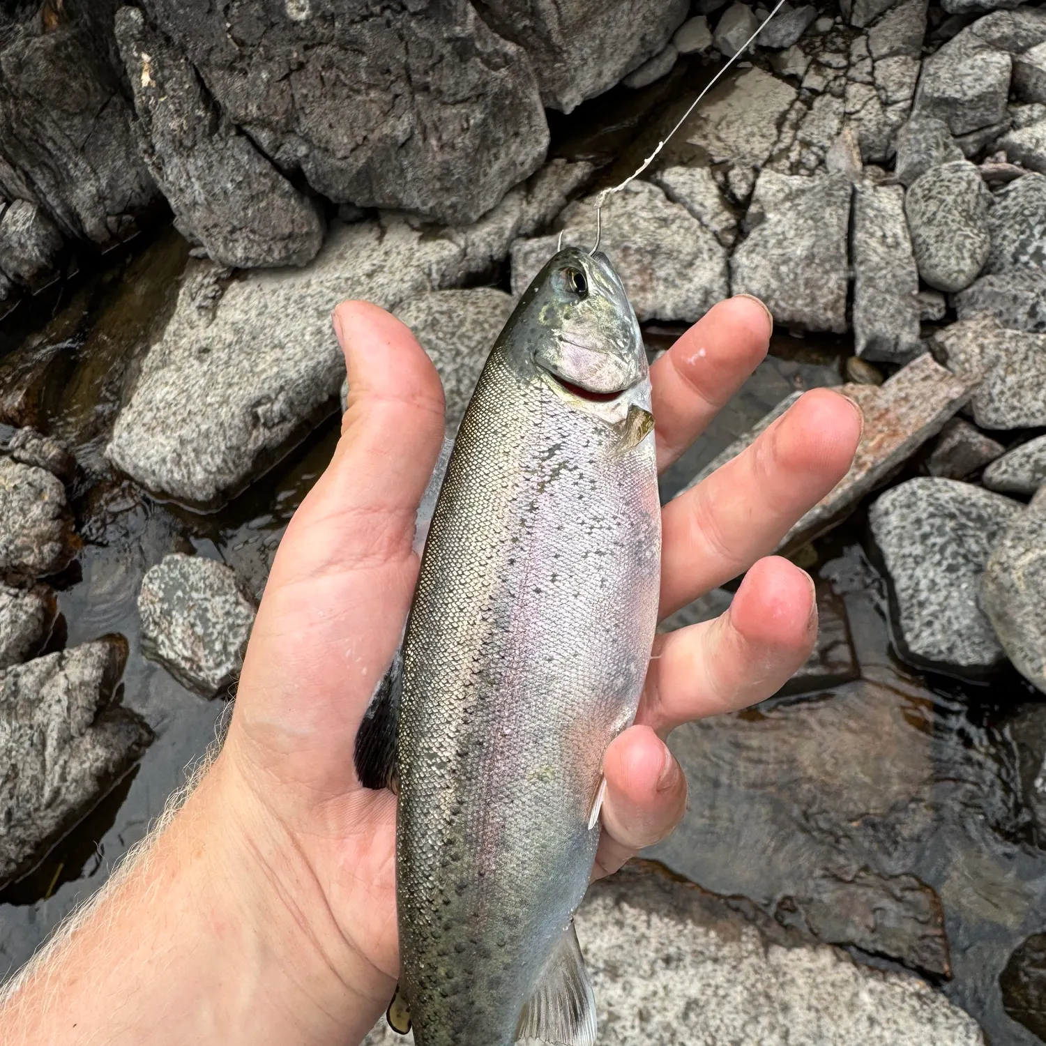 Rainbow trout caught on Fishbrain