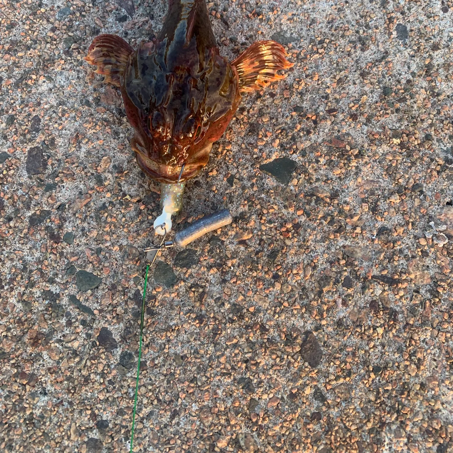 Shorthorn sculpin caught on Fishbrain
