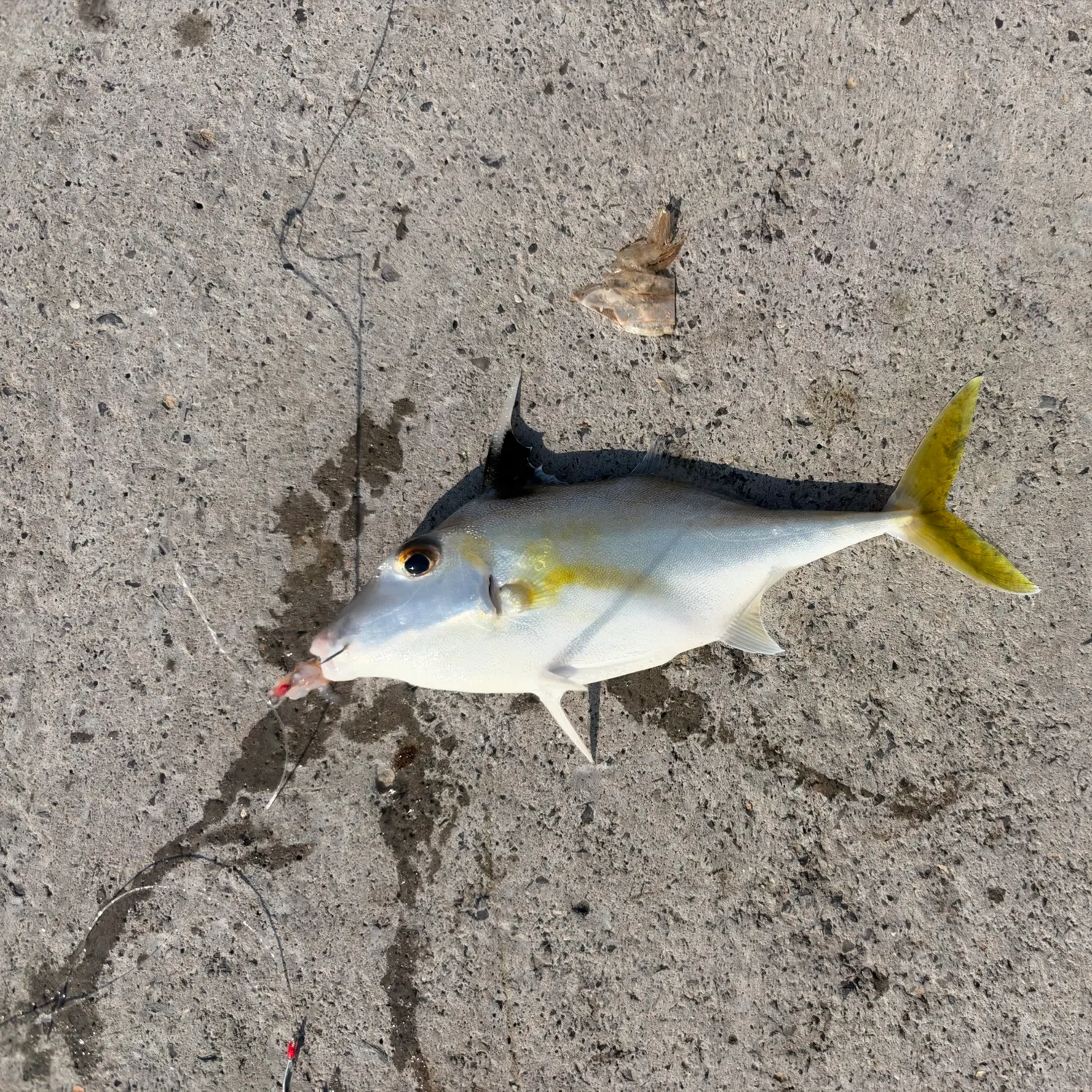 The most recent Black-flag tripodfish catches on Fishbrain