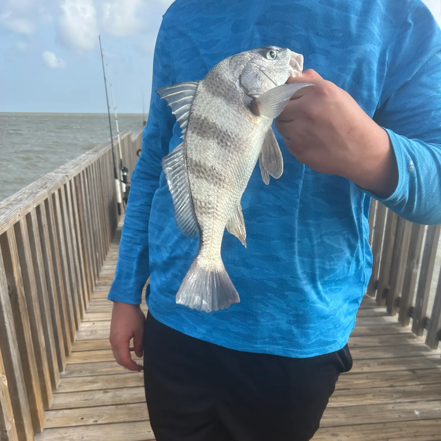 The most recent Black drum catches on Fishbrain