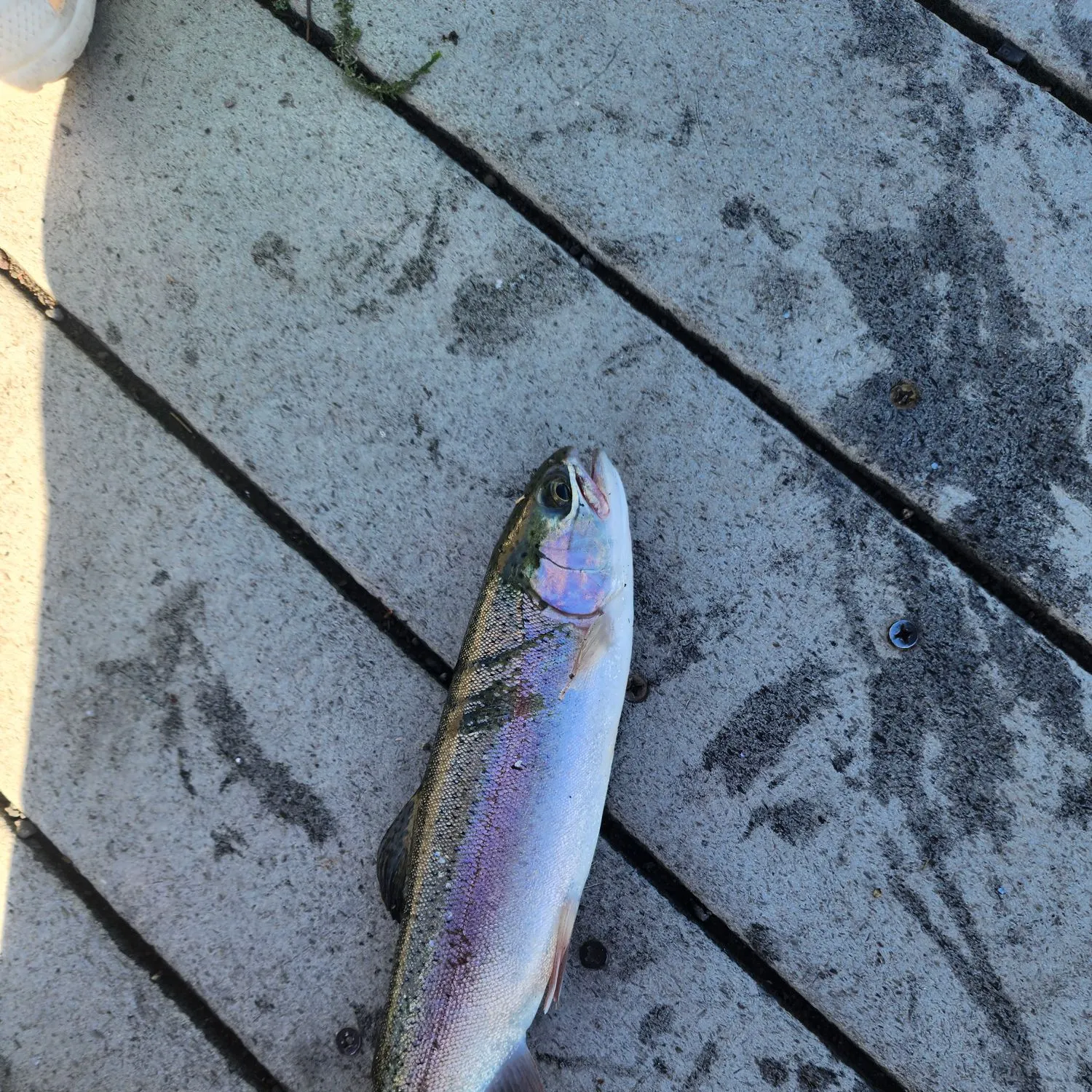 Rainbow trout caught on Fishbrain