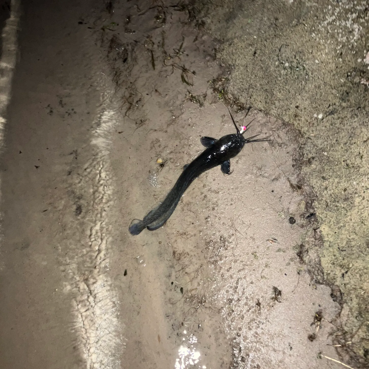 The most recent Walking catfish catches on Fishbrain