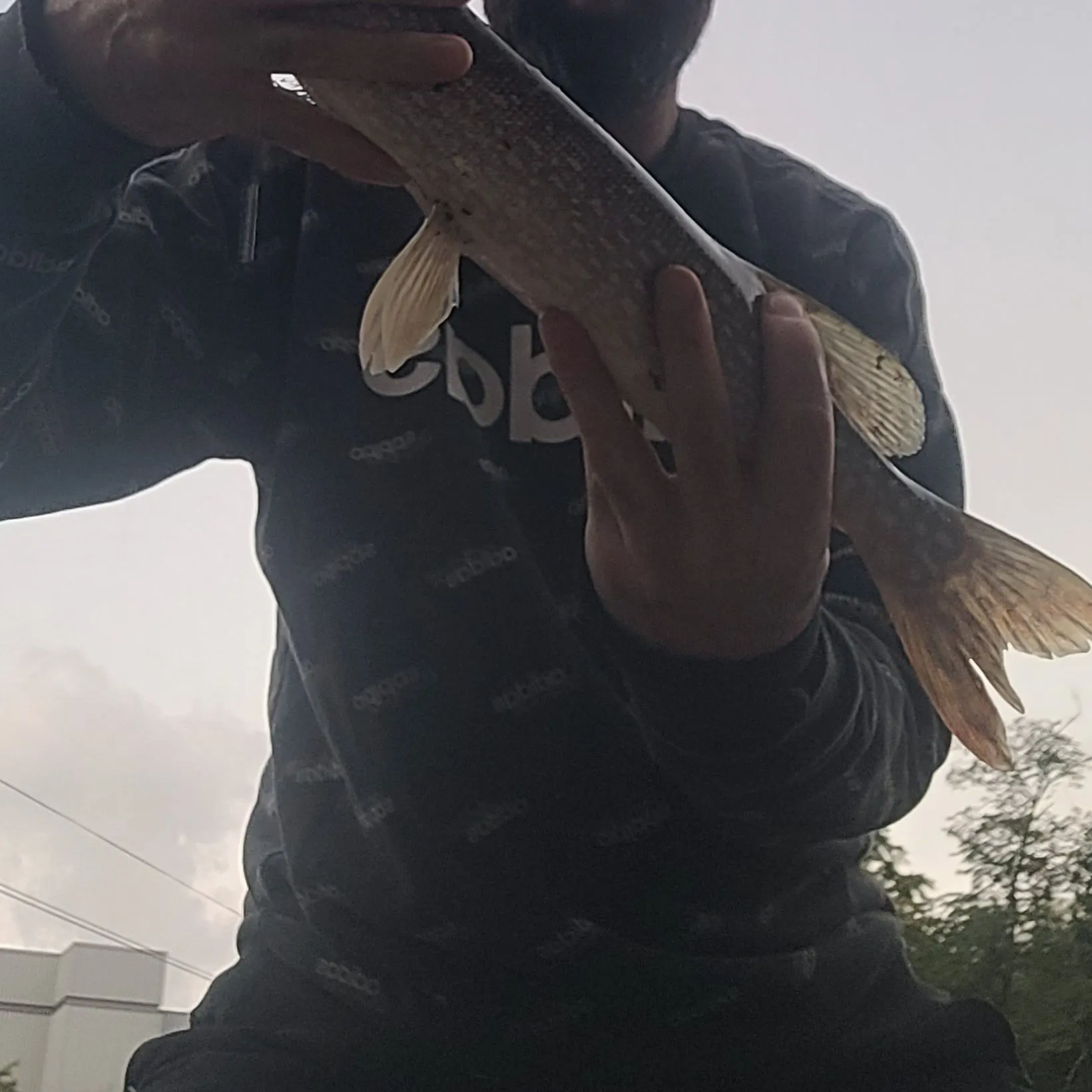 Northern pike caught on Fishbrain