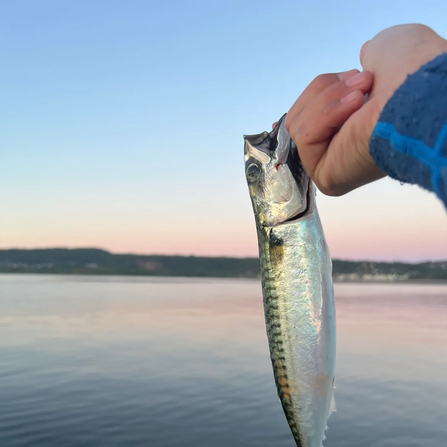 Atlantic mackerel caught on Fishbrain