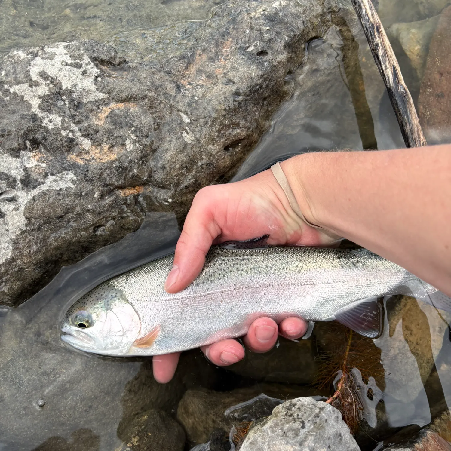 The most recent Rainbow trout catches on Fishbrain