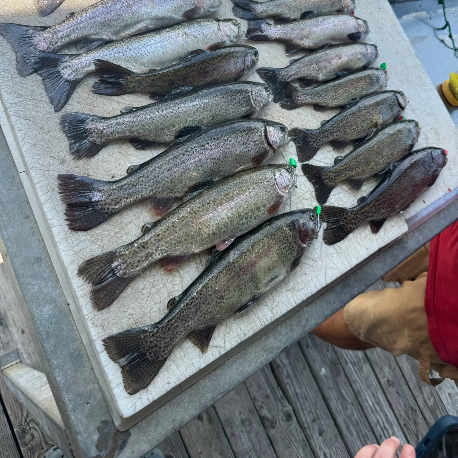 recently logged catches