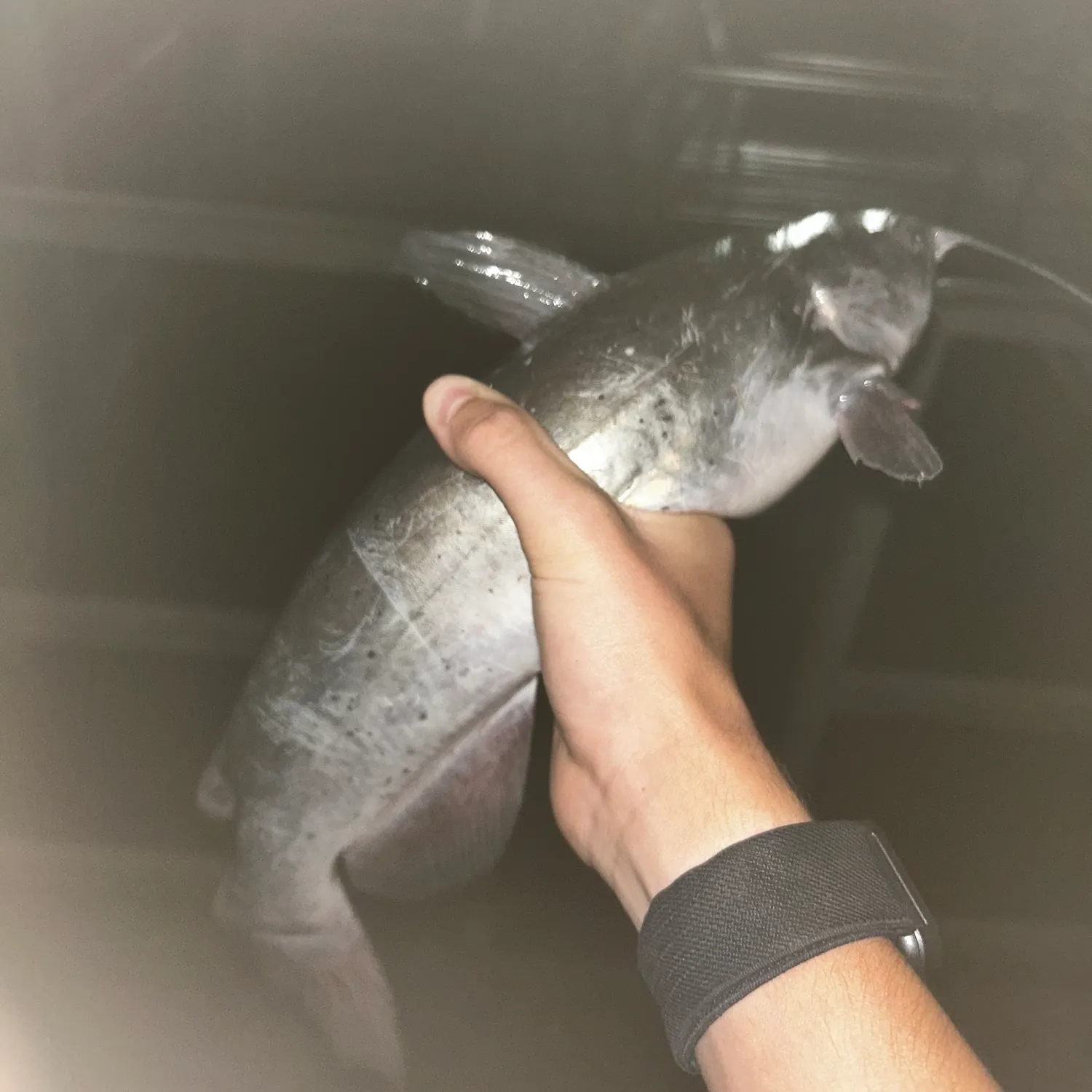 catch