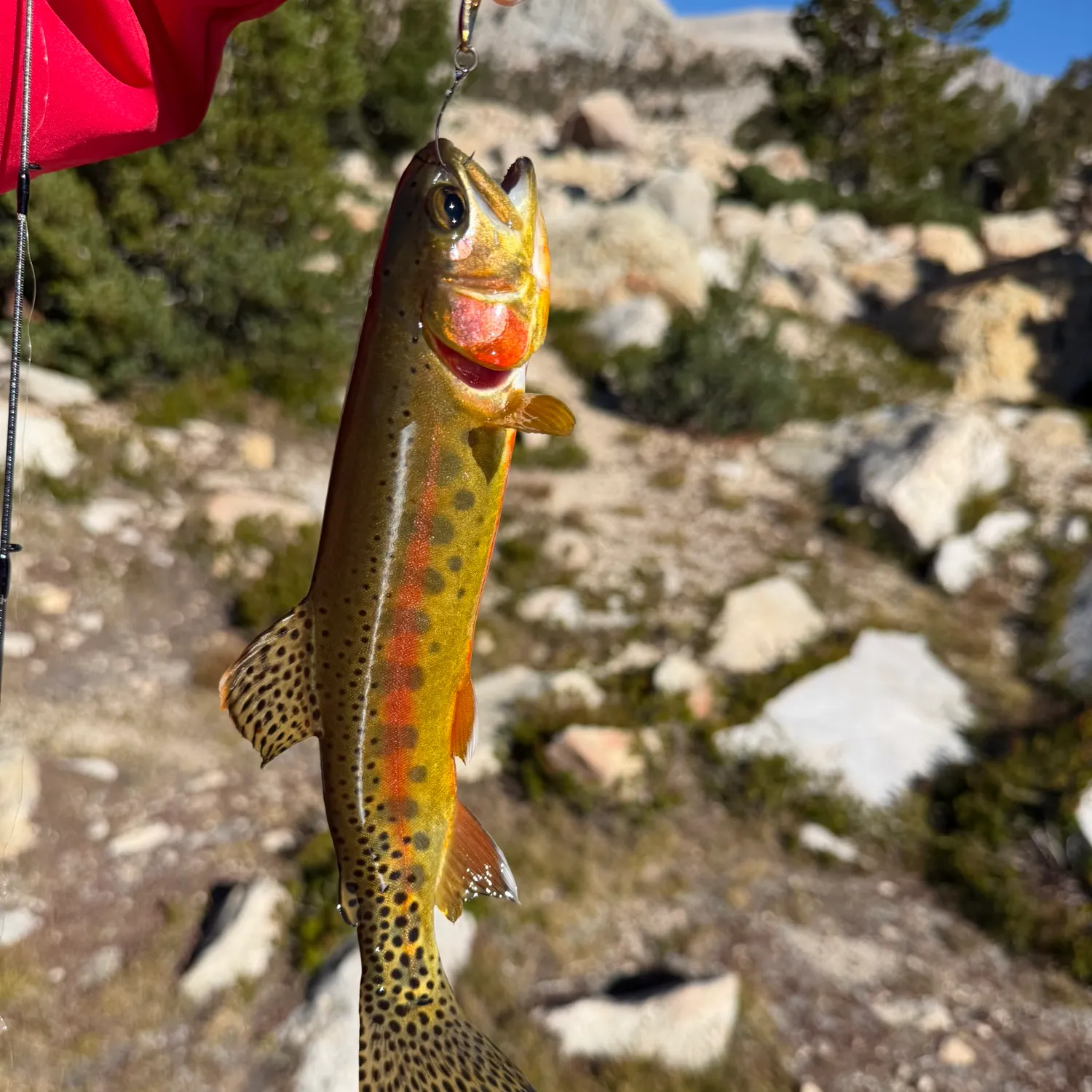 Golden trout caught on Fishbrain