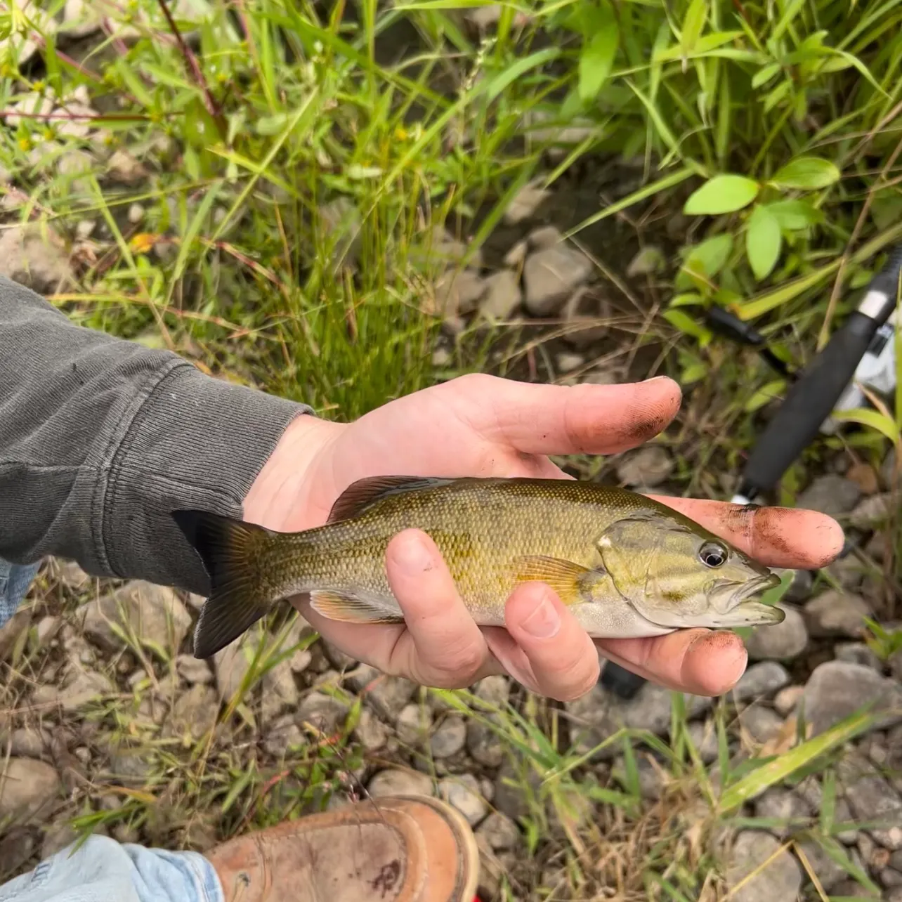 Smallmouth bass caught on Fishbrain