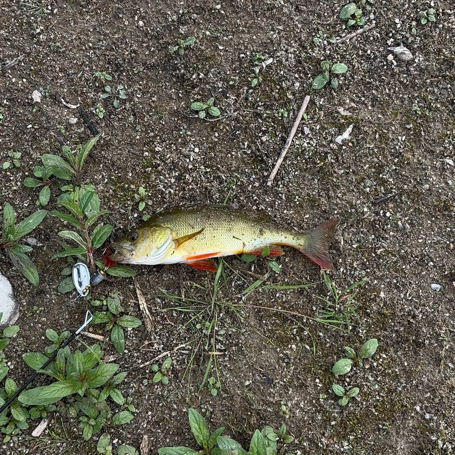 European perch caught on Fishbrain