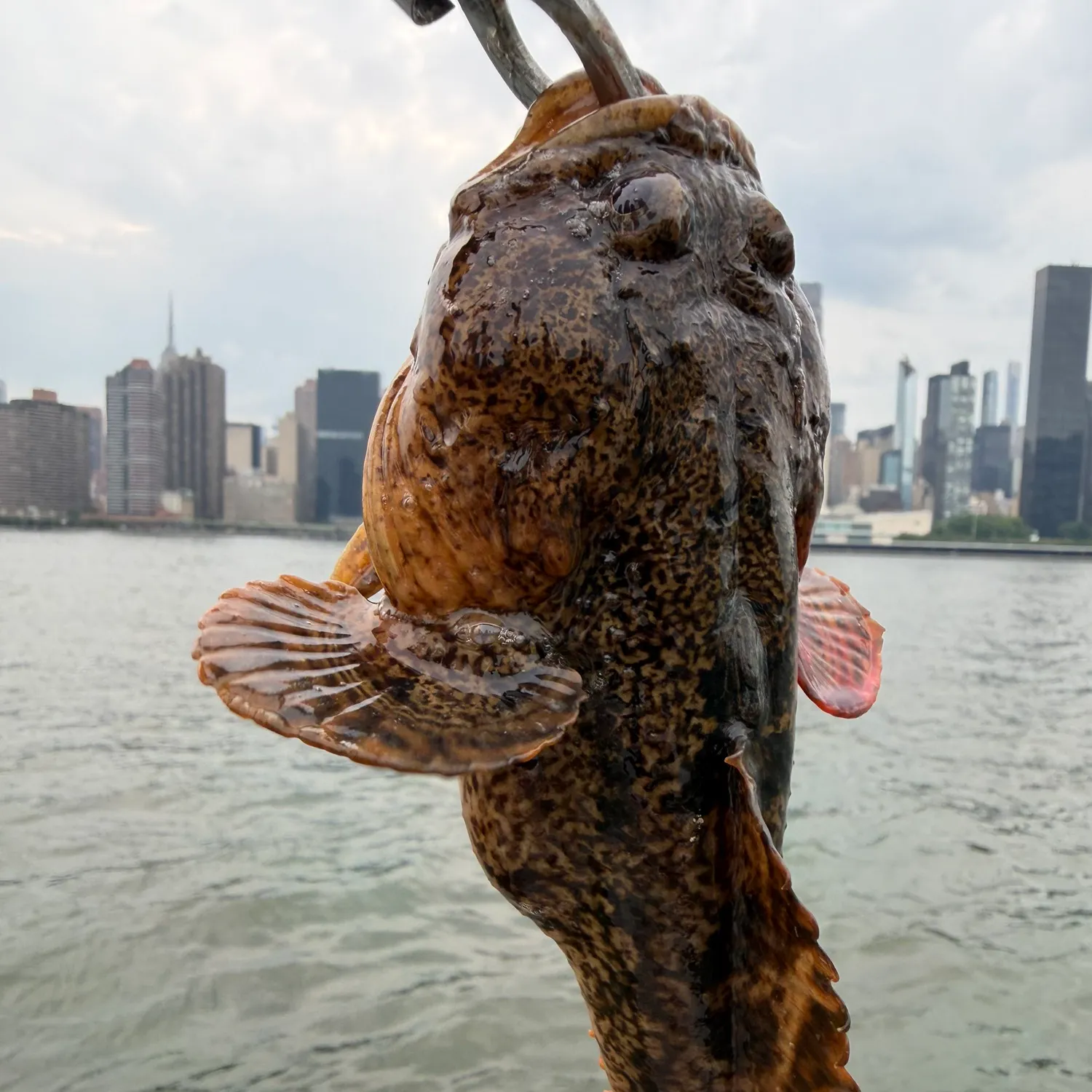 Oyster toadfish caught on Fishbrain