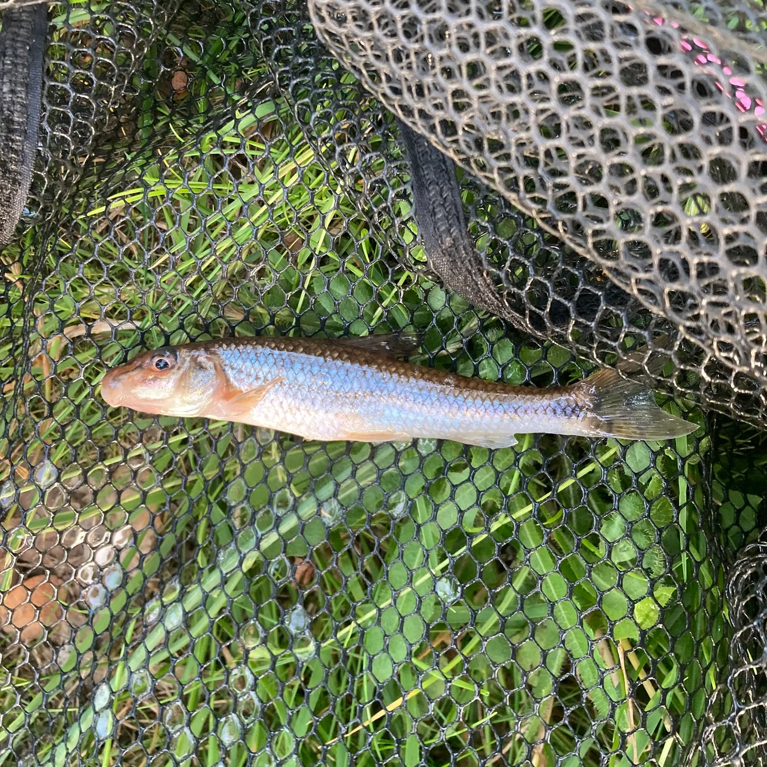 The most recent Gudgeon catches on Fishbrain