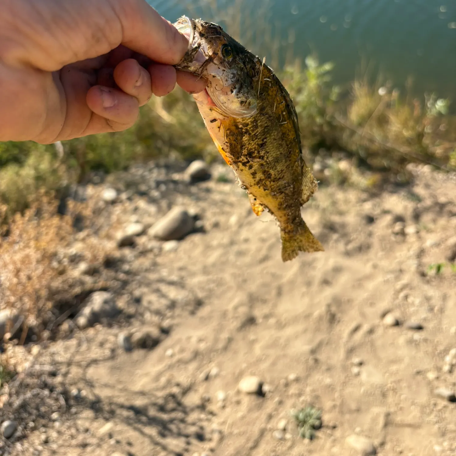 Yellow perch caught on Fishbrain