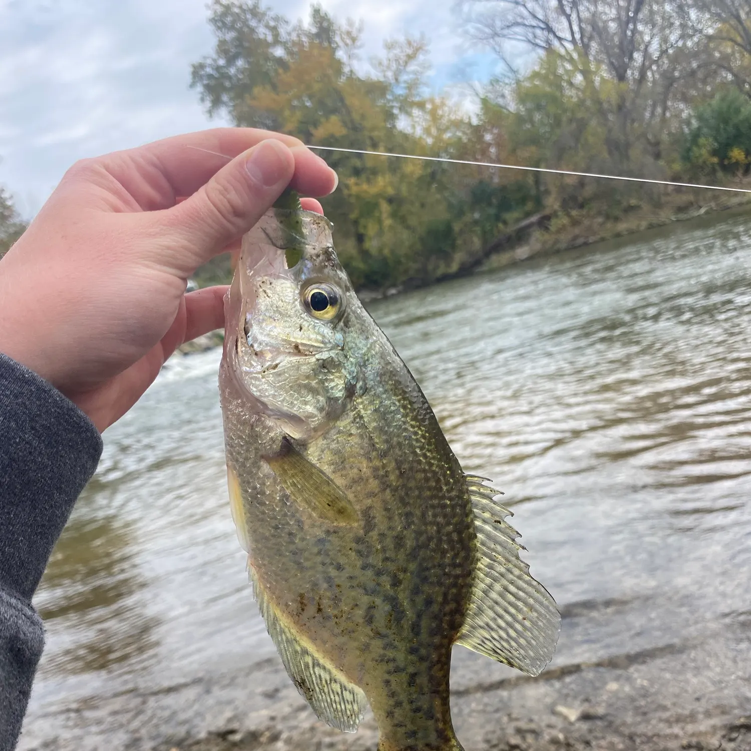 White crappie caught on Fishbrain