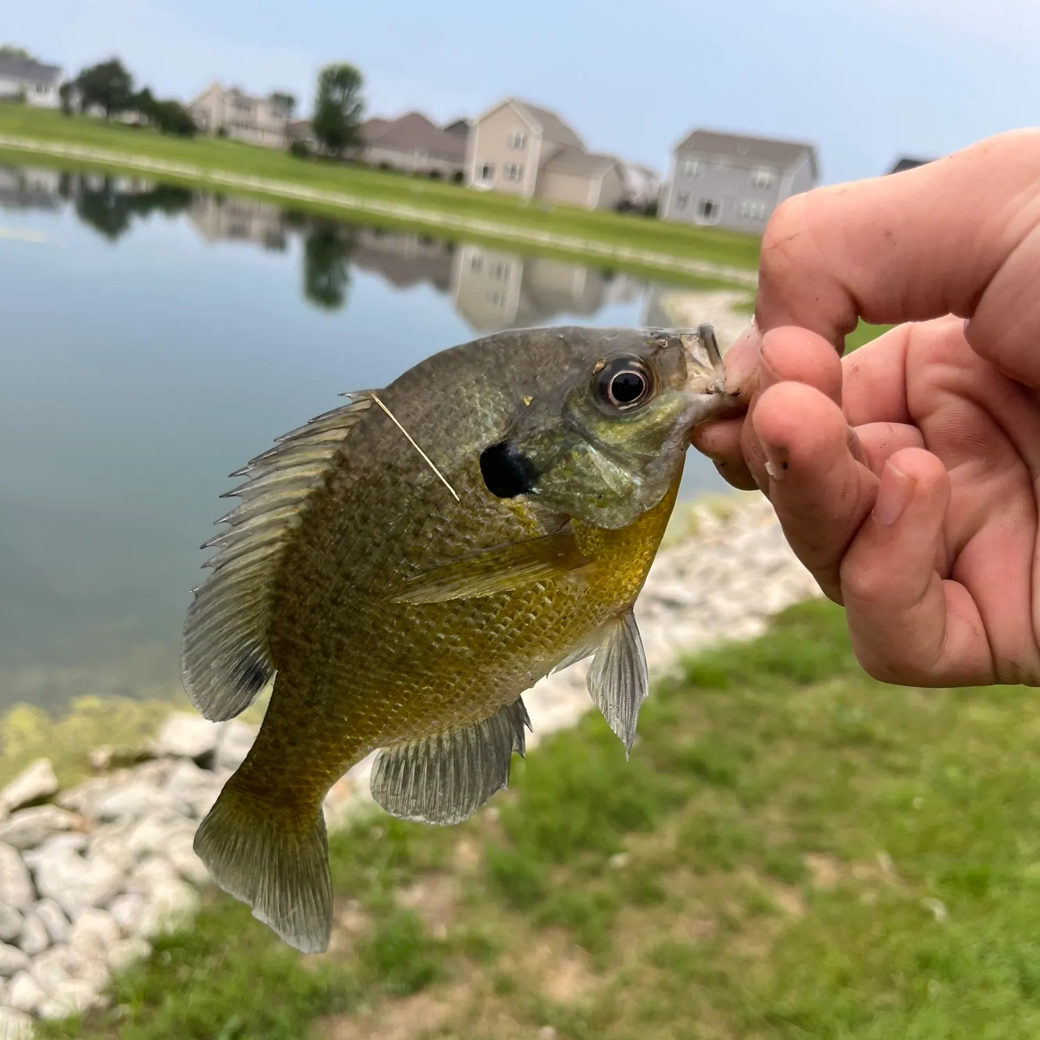 Bluegill caught on Fishbrain