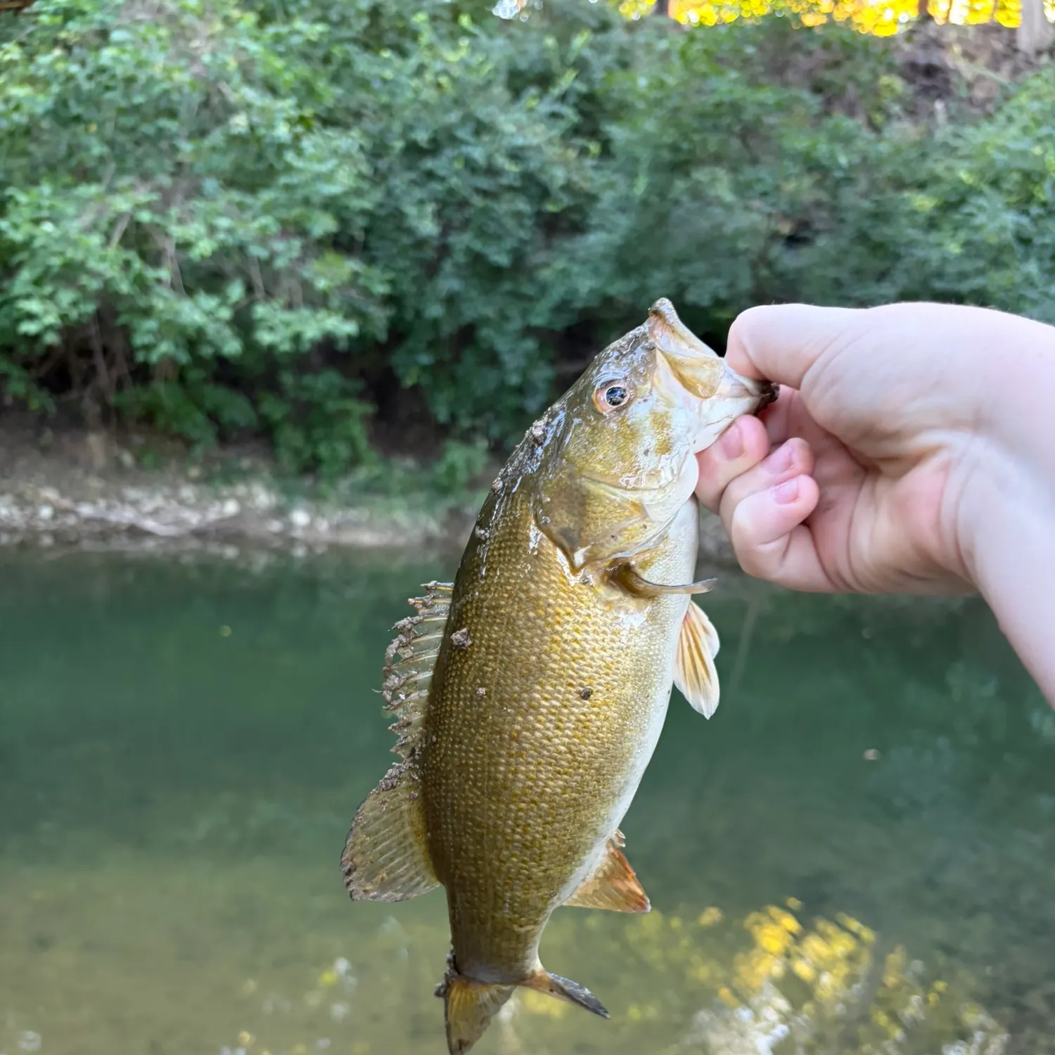 Smallmouth bass caught on Fishbrain