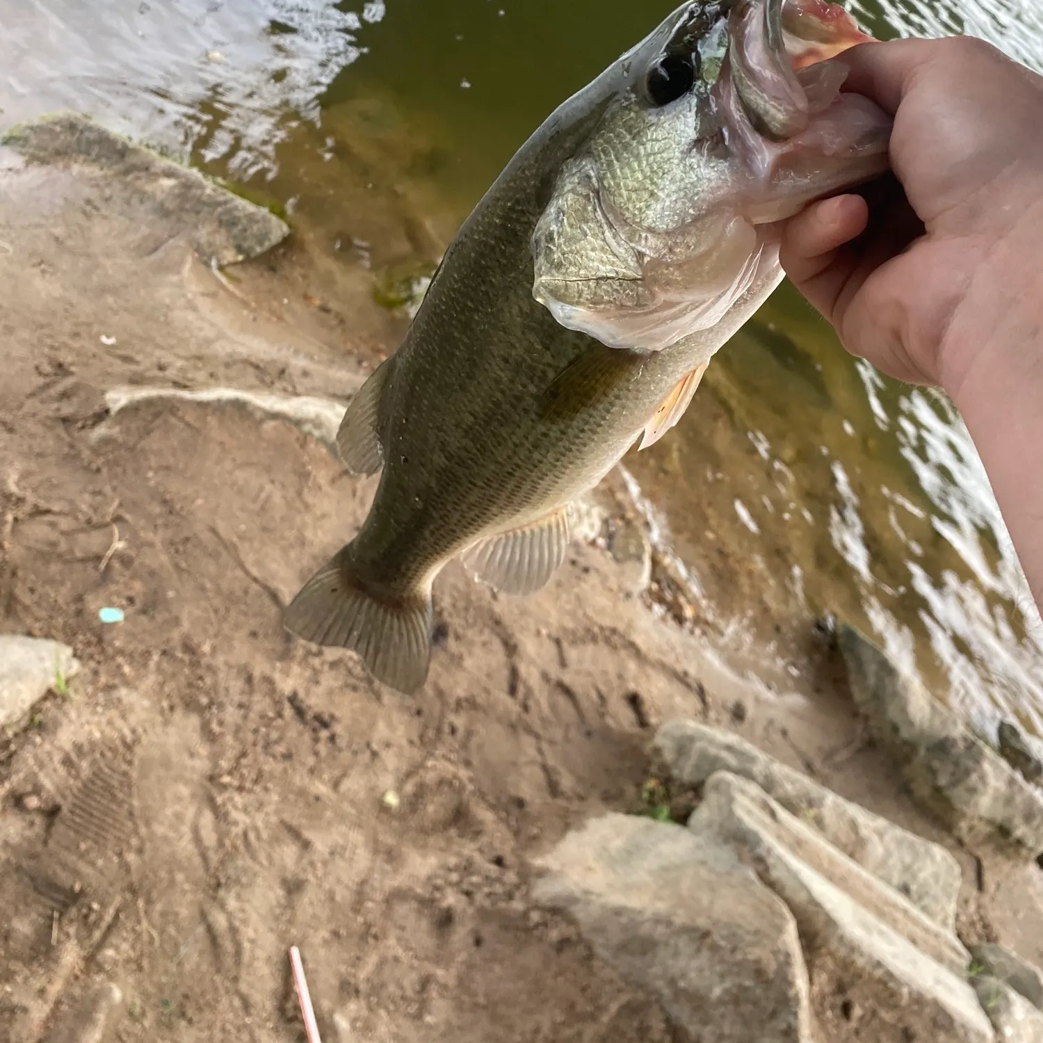 Largemouth bass caught on Fishbrain