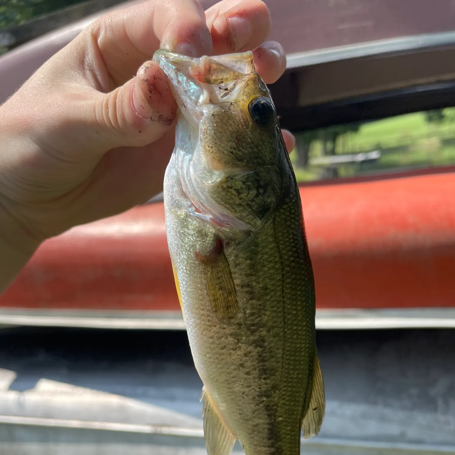 angler catch
