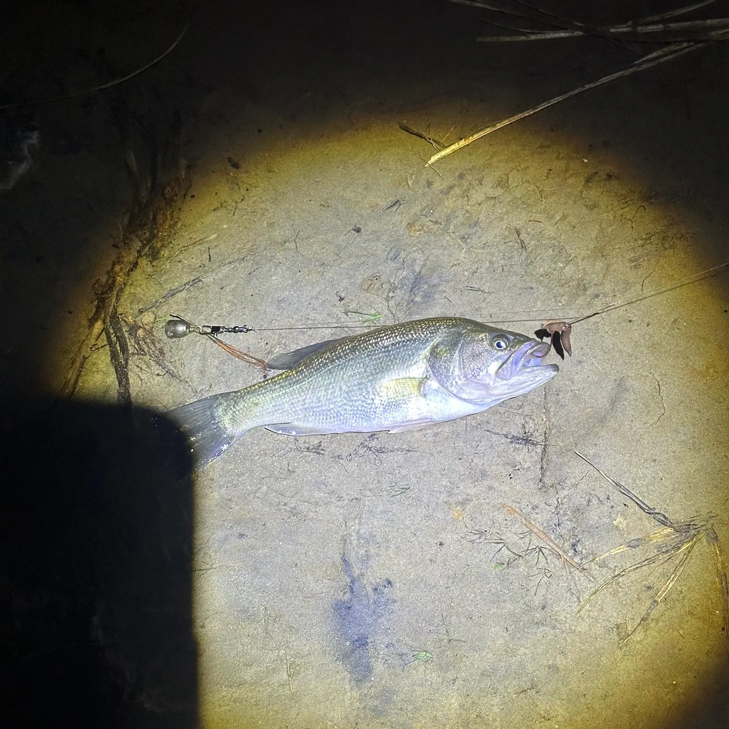Largemouth bass caught on Fishbrain
