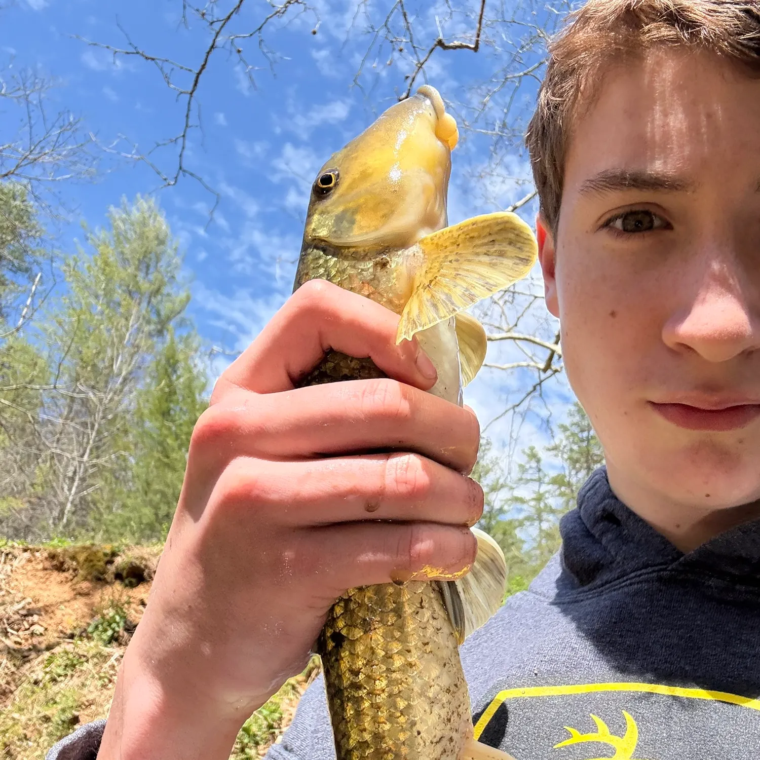 The most recent Northern hogsucker catches on Fishbrain