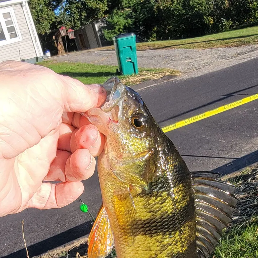 Yellow perch caught on Fishbrain