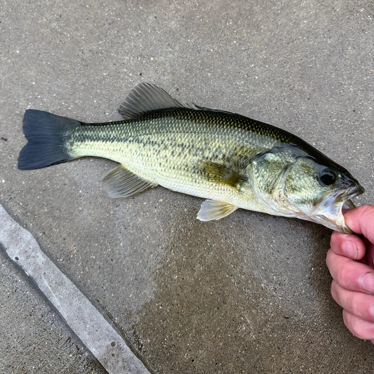 Largemouth bass caught on Fishbrain