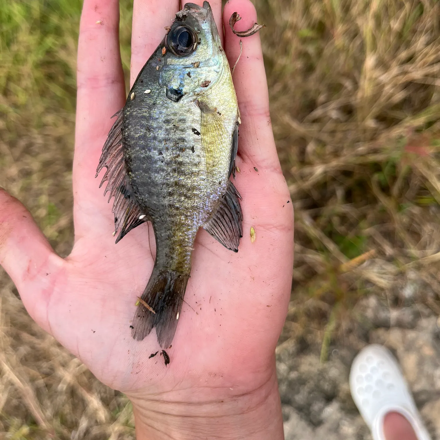 The most recent Redear x bluegill catches on Fishbrain