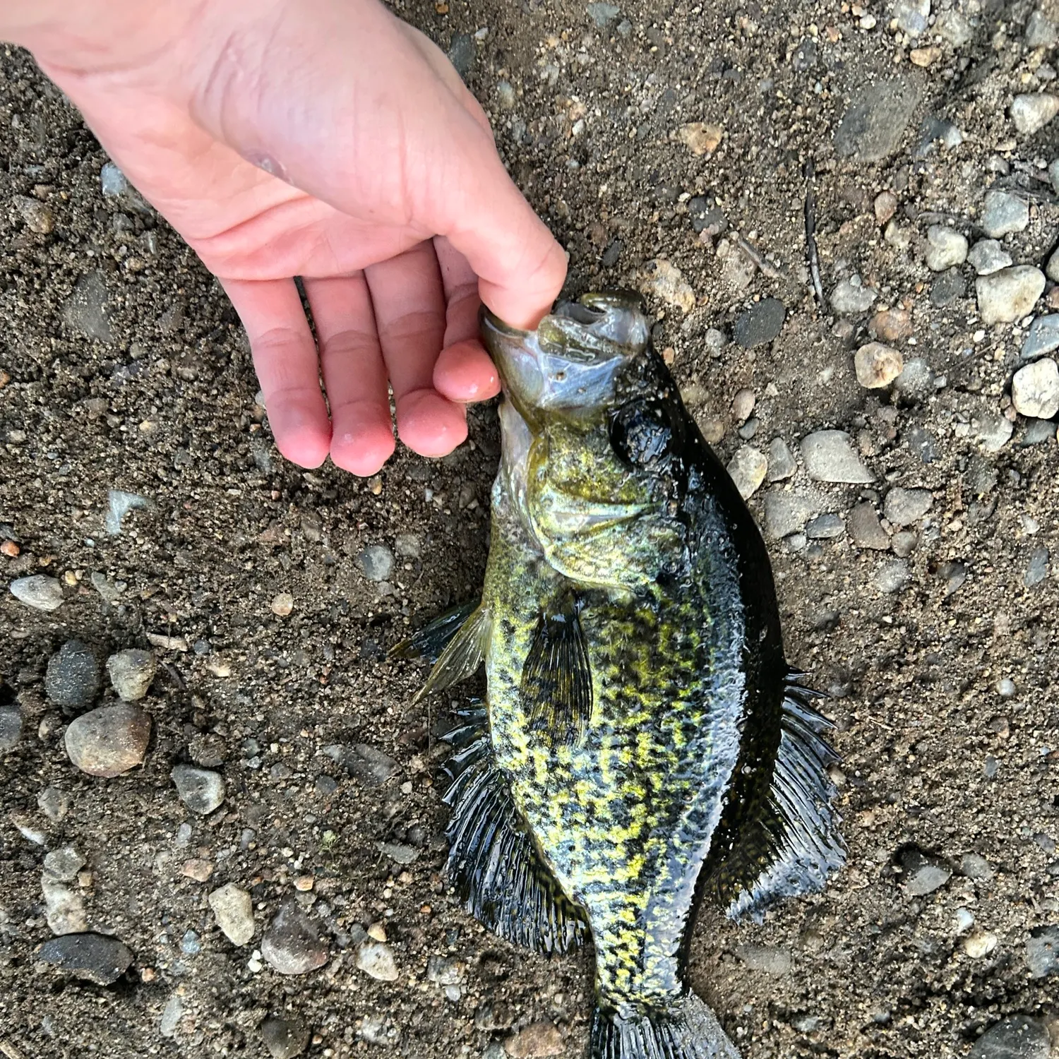 Black crappie caught on Fishbrain