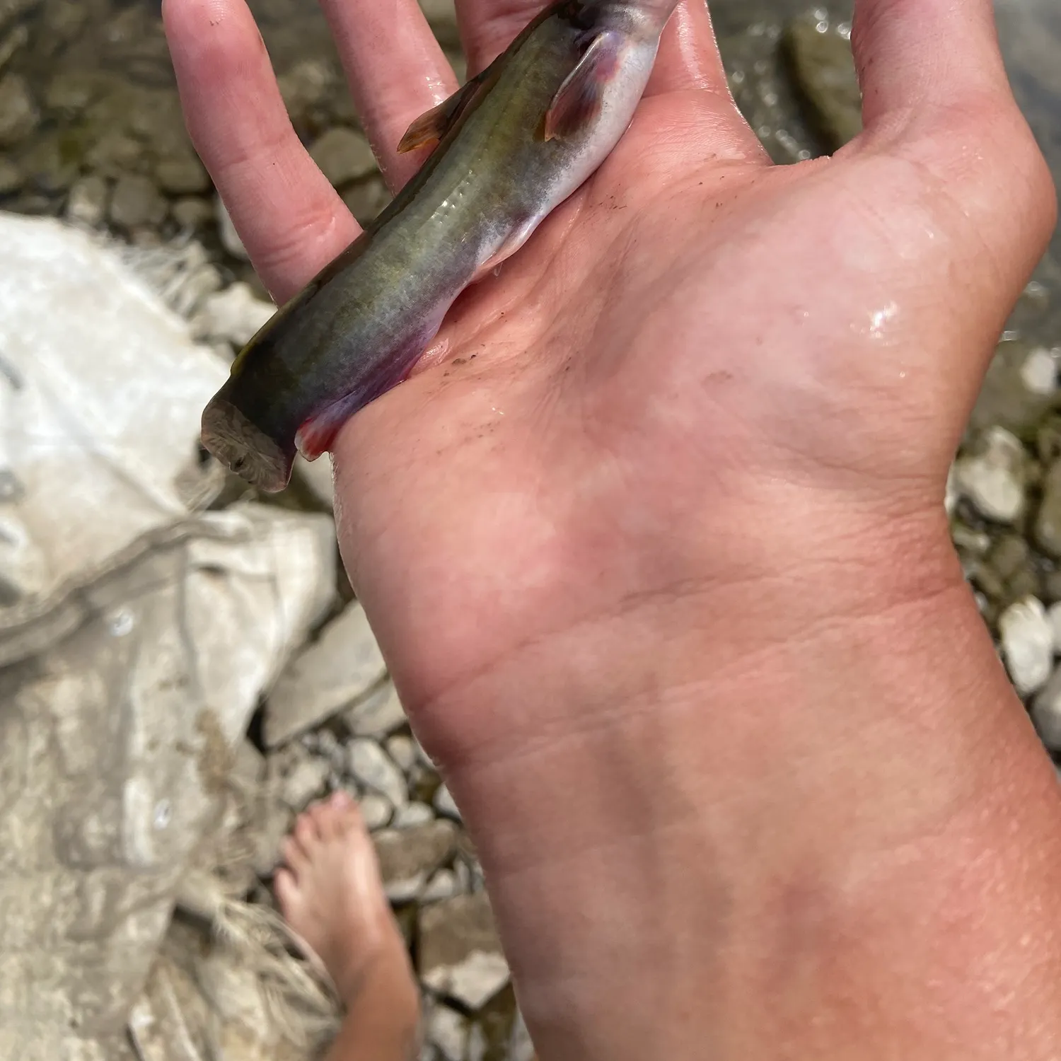 The most recent Stonecat catches on Fishbrain