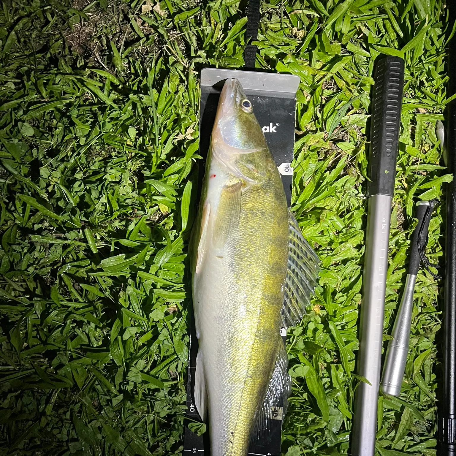 Zander caught on Fishbrain