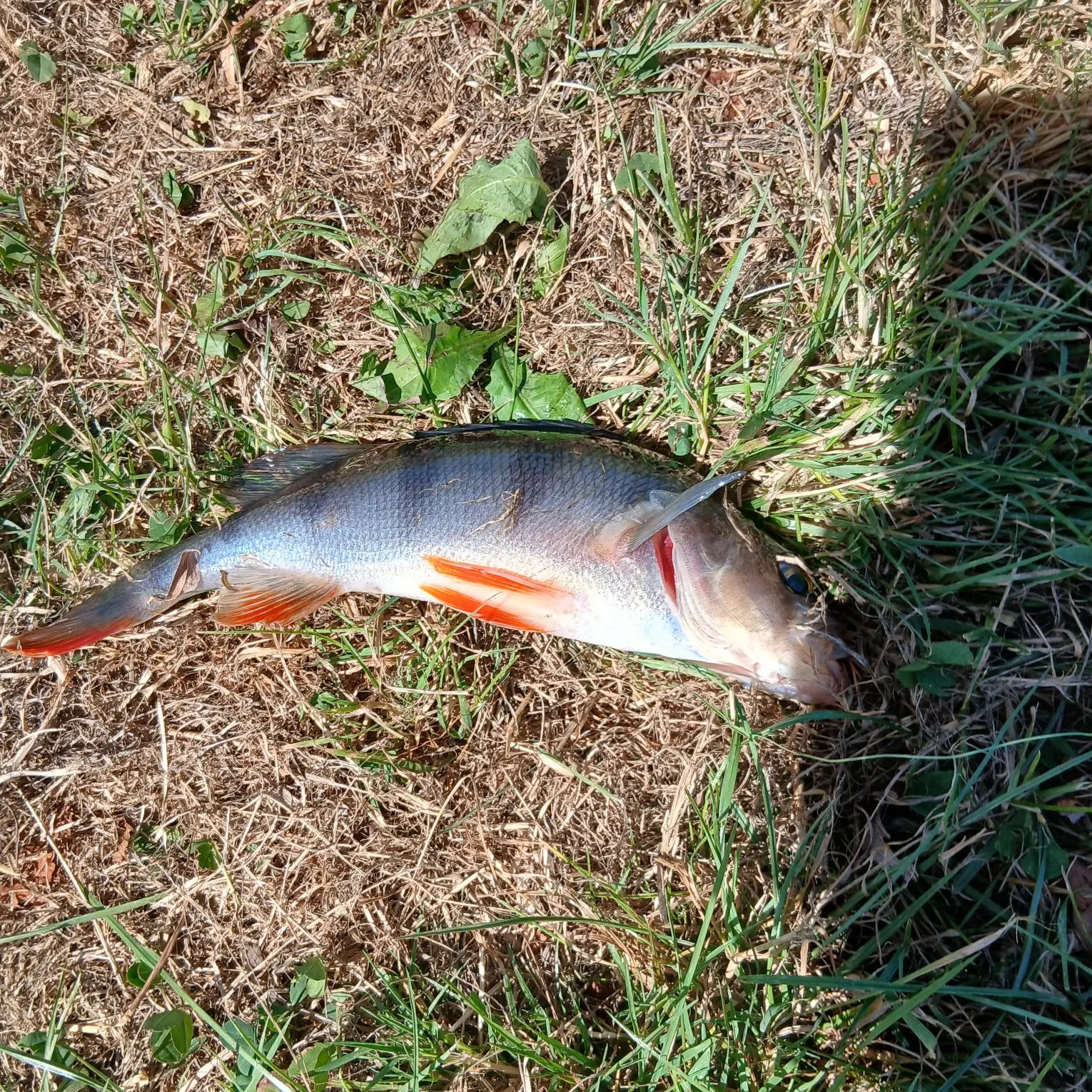 European perch caught on Fishbrain