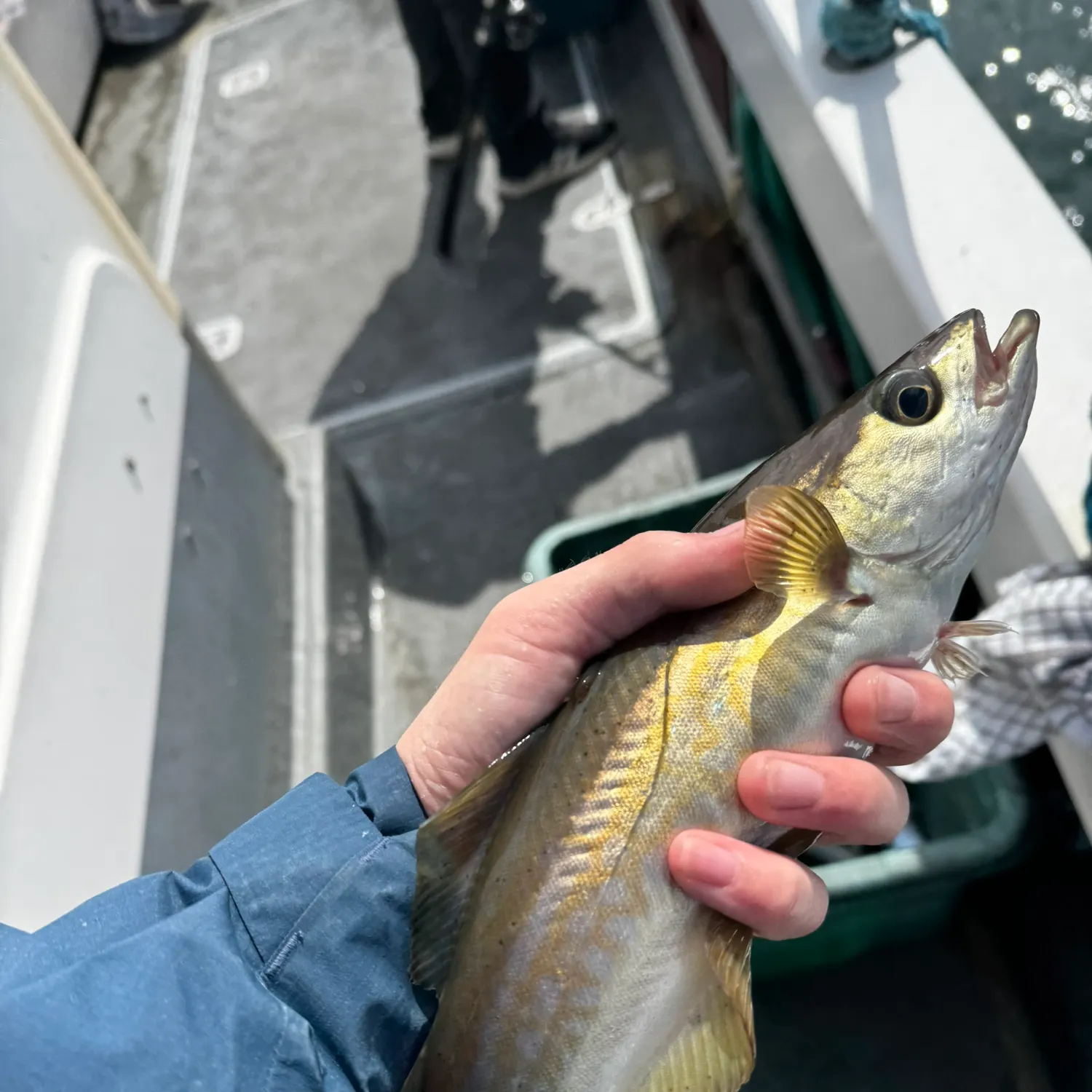 Pollack caught on Fishbrain