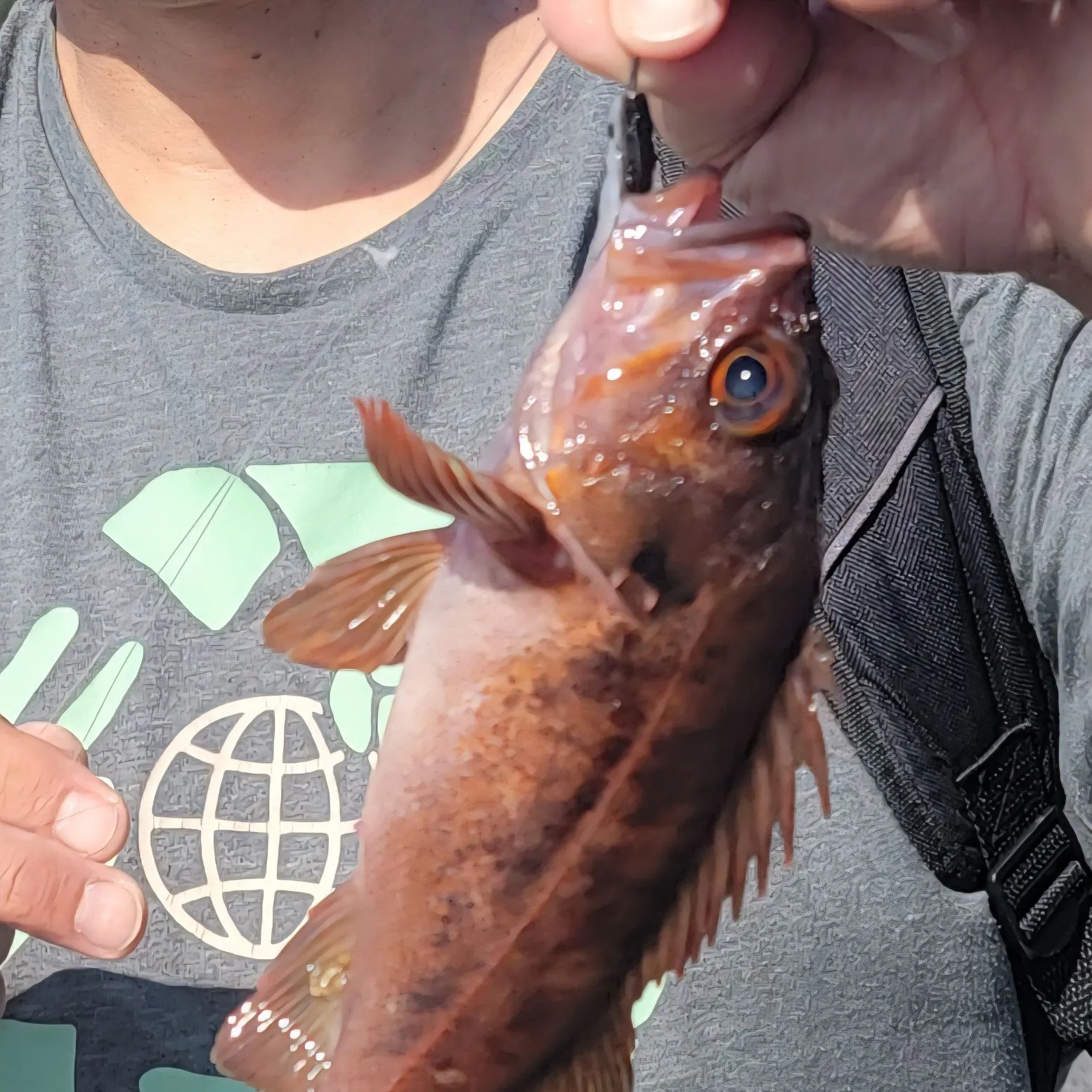 The most recent Copper rockfish catches on Fishbrain