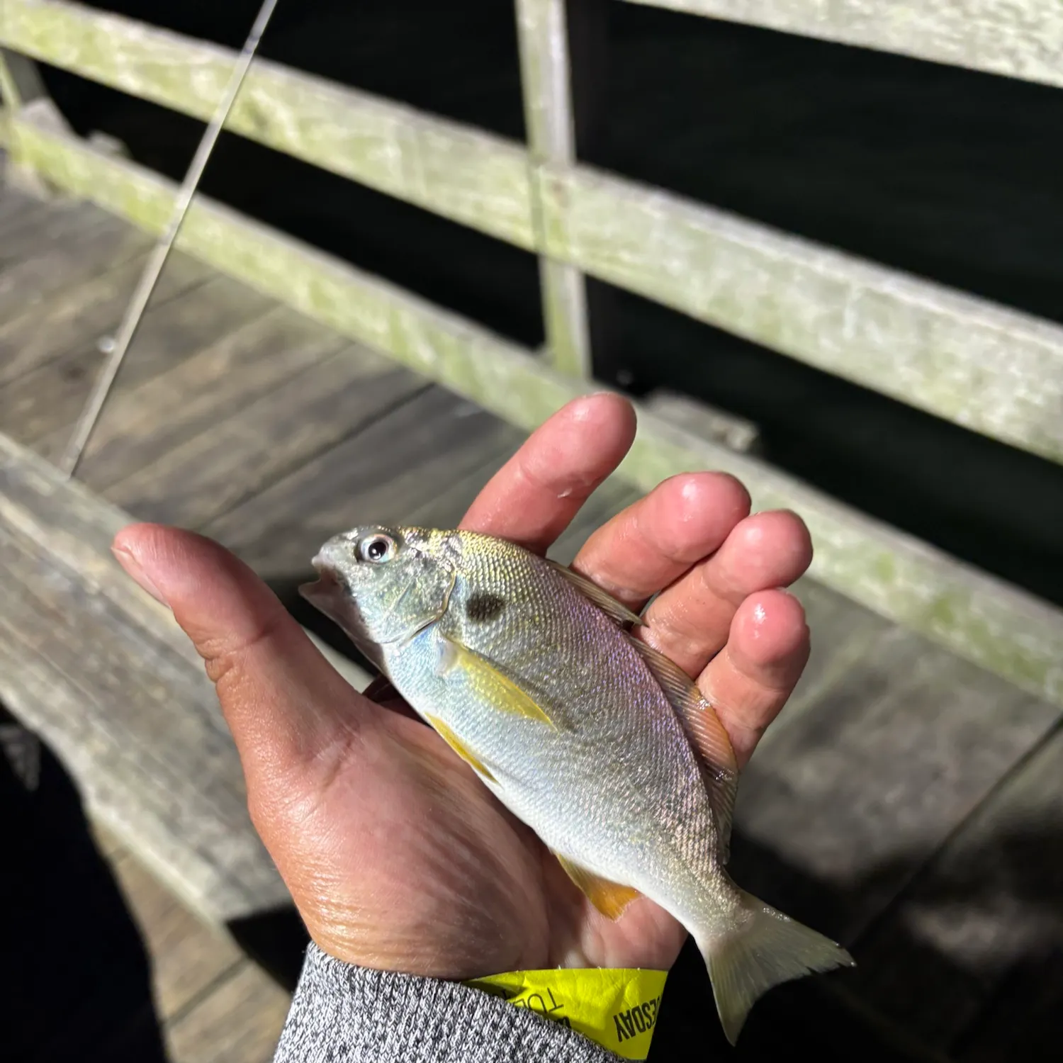 The most recent Spot croaker catches on Fishbrain