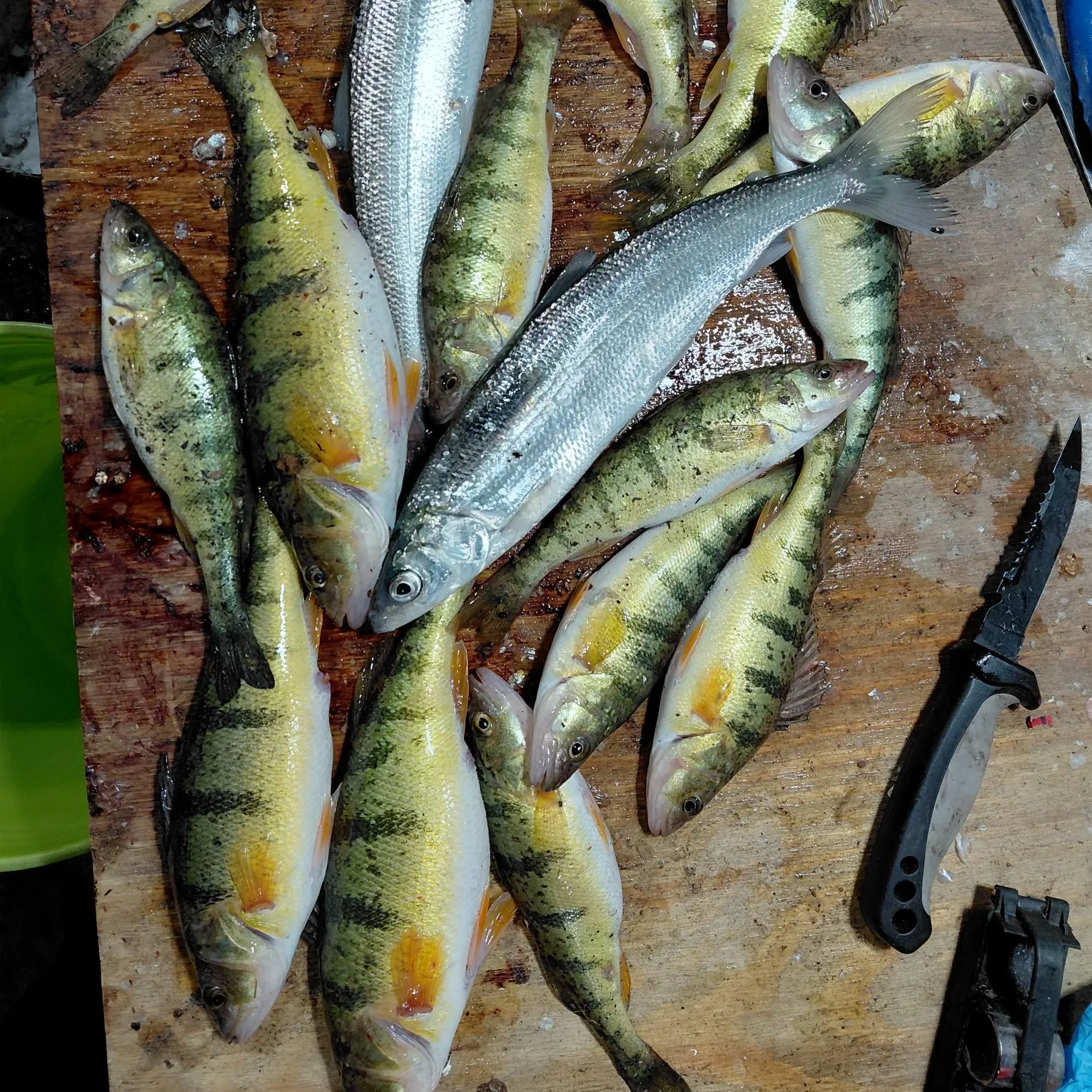 recently logged catches