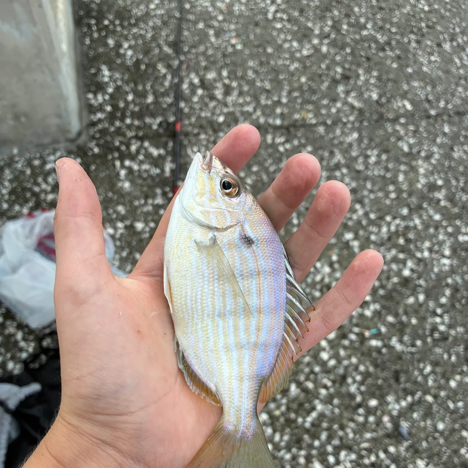 Pinfish caught on Fishbrain